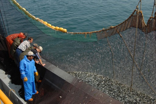 Karadeniz&#039;de Av Yasağı 1 Eylül&#039;de Sona Eriyor