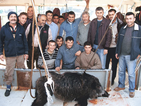 Hamsi yerine ağa domuz takıldı