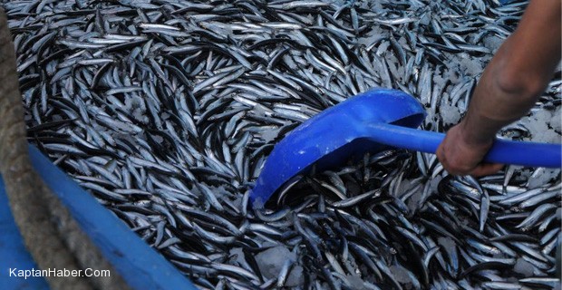 Karadeniz&#039;de balıkçı ağları hamsiyle doldu