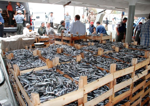 Palamut ve Hamsi Yüzleri Güldürdü