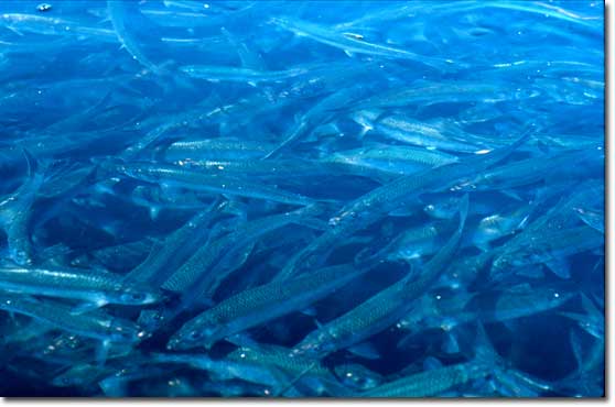 Tanesi 1650 Avro Olan Balık