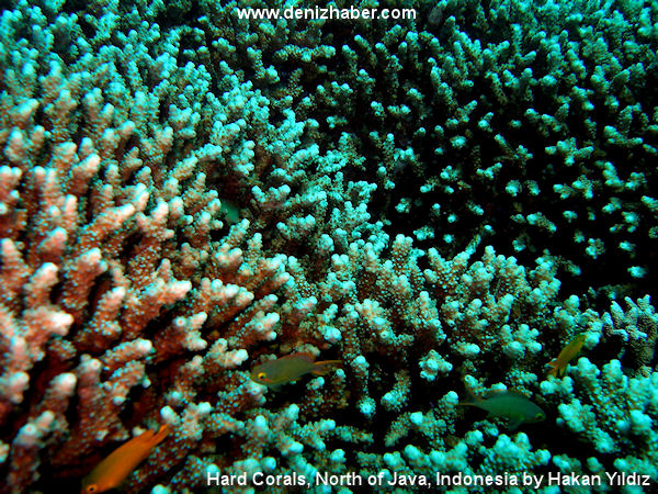 Hakan Yıldız&#039;ın Nefes Kesen Dalış Fotoğrafları