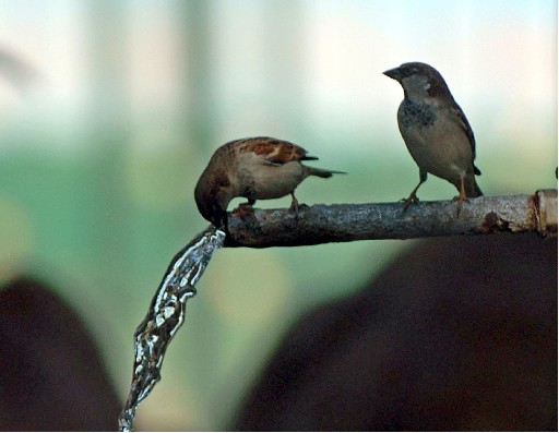İzmir'in Arseniği Açıklandı Darısı Diğer İllere