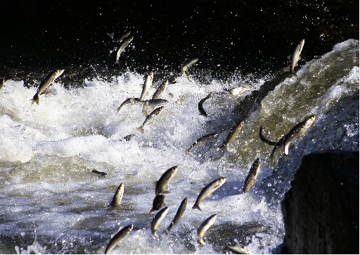 İnci Kefalinin Hayatını Değiştirdi