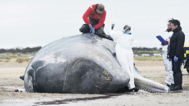 İnsan Gürültüsü Balinalar İçin Tehdit