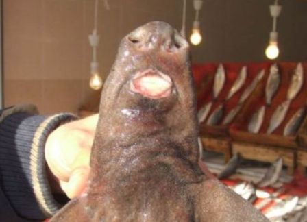 Marmara'da İnsana Benzeyen Köpekbalığı