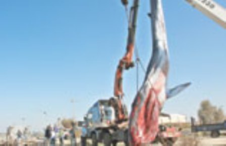 İsrail'de Yavru Balina İntihar Etti