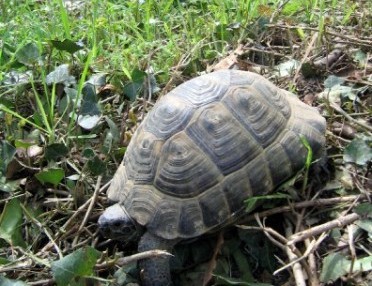 İstanbul'da Doğal Yaşam