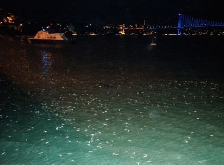 Boğaz&#039;da Ölü Balık Şoku