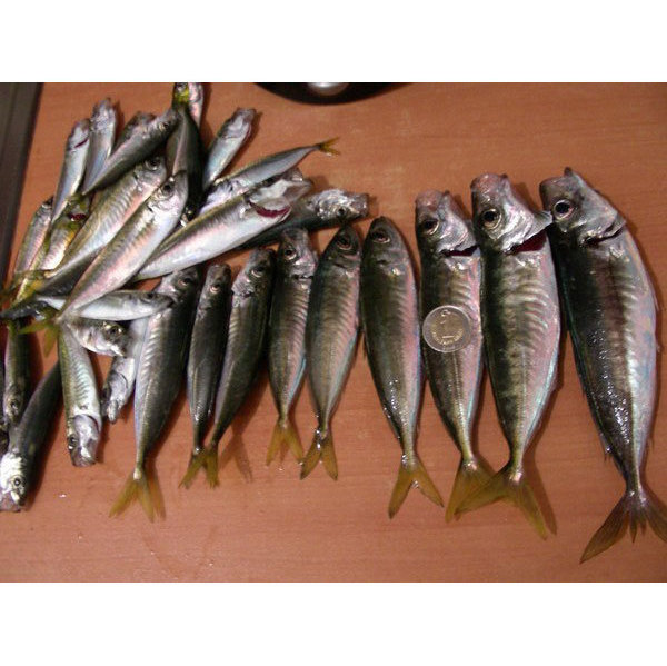 İstanbul Boğazı'nda İstavrit Akını