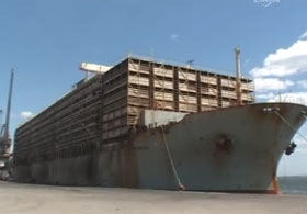 DenizTV: 12 bin 500 canlı hayvan geldi