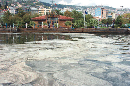 İzmit Körfezi Can Çekişiyor