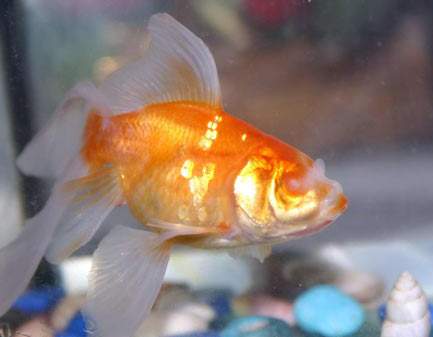 İsviçre&#039;den Japon Balığına Hak