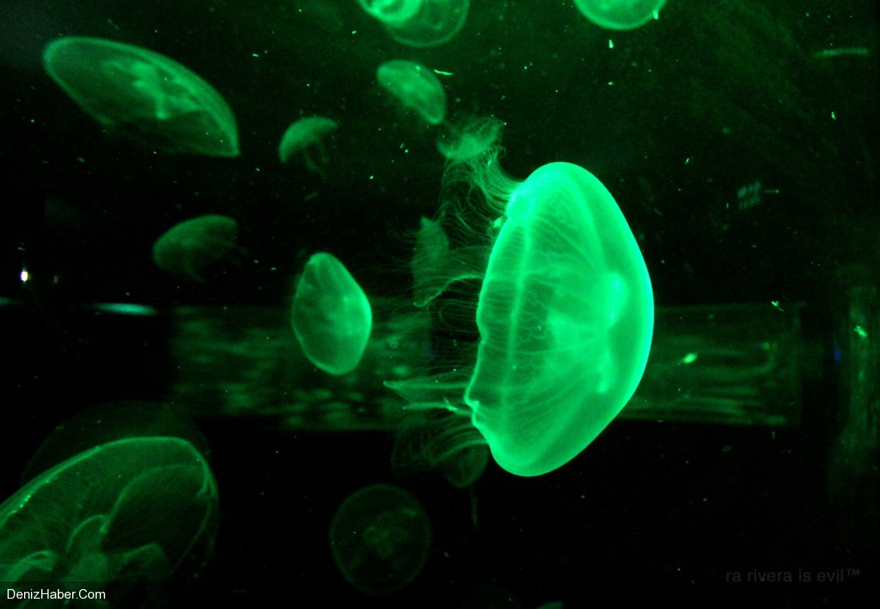 Deniz anaları Filipinler’de görücüye çıkıyor