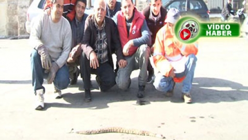 Gemideki Kaçak Yılan Tayfayı Soktu