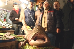 Marmara&#039;da 3,5 Metrelik Köpek Balığı