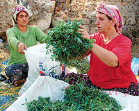 &#039;Kaya Koruğu&#039;yla Ayda 10 Bin YTL!