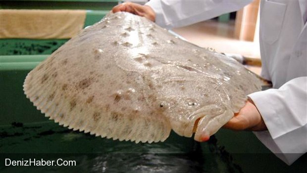 Kalkan Balığı İçin Çok Önemli Bir Çalışma