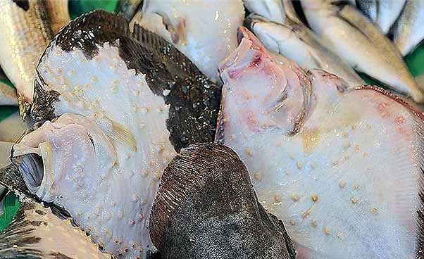 Bu Balık Altın Değerinde