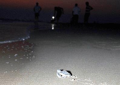 10 Ytl'ye Evlat Sahibi Olabilirsiniz