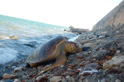 10 YTL’ye evlatlık  deniz kaplumbağası