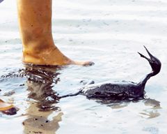 Karadeniz'e Acil Önlem Gerekiyor