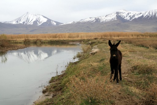 Meksika&#039;da Eşeğe Hapis Cezası