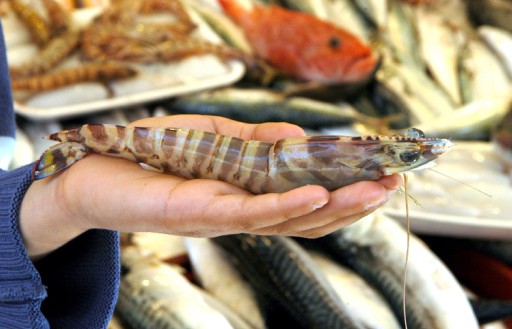 Avrupa'nın Karidesi Mersinden