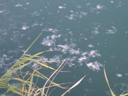 Kaykay Balık İhracını Etkiledi