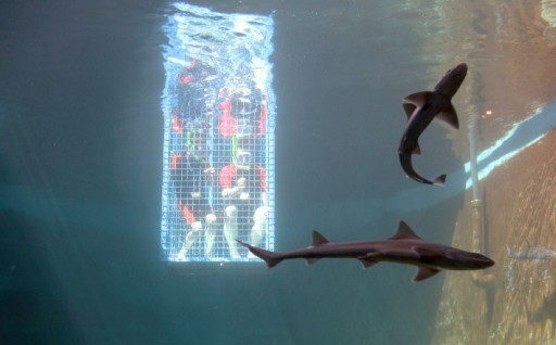 Seapark&#039;ta Köpekbalığı Heyecanı