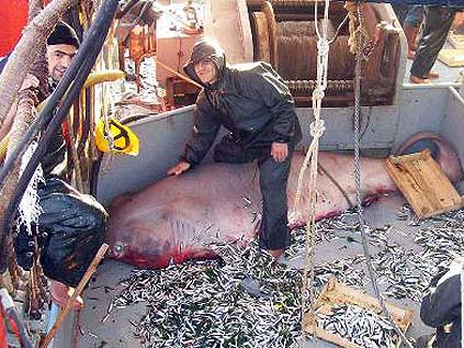 Ağına 5 Metrelik Köpek Balığı Takıldı