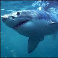 Köpekbalıkları, Kanser Tedavisinde Yeni Umut