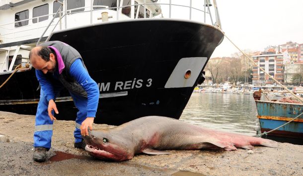 Ağlara &quot;Camgöz Cinsi&quot; Köpek Balığı Takıldı