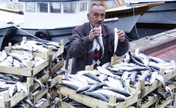 Şimdi Bereket Sırası Kefalda