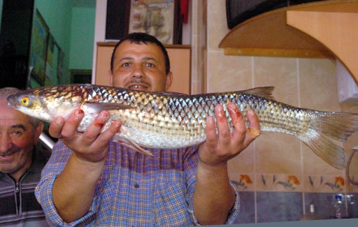 Karadeniz'de Rus Kefalı Bereketi