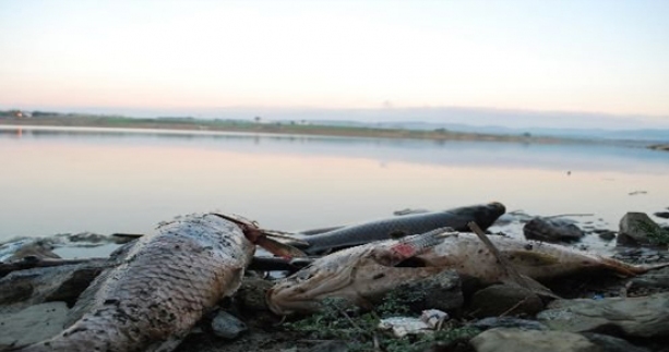 Keşan&#039;da Balık Ölümleri Yaşanıyor