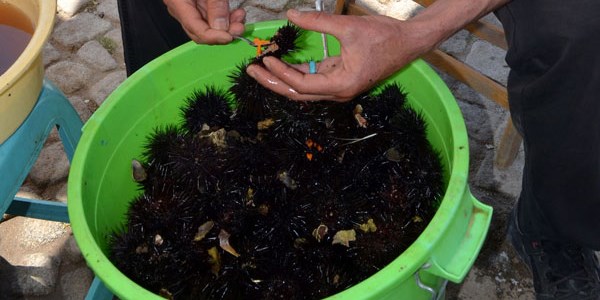 Deniz Kestanesinin Kilosu 100 Liraya Çıktı