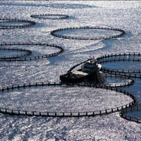 Afrika&#039;da Çiftlik Kurup Avrupa&#039;ya Balık Satacak