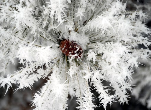 Meteorolojiden Zirai Don Uyarısı