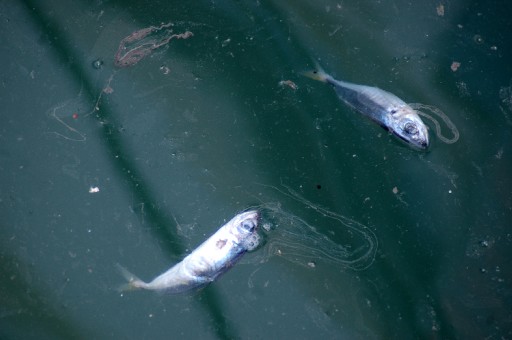 Avrupa'nın Pisliği Boğazdan Akıyor...