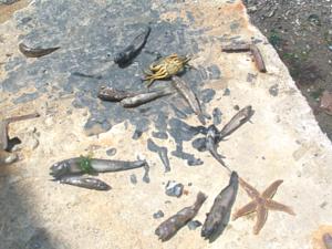 Kızaran Körfez’de bütün canlılar öldü