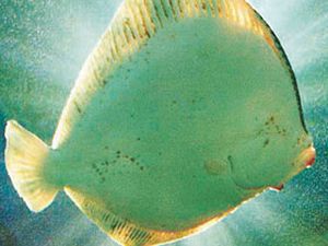 Kolbastı İle Strese Giriyor Klasik Müzik Seviyorlar