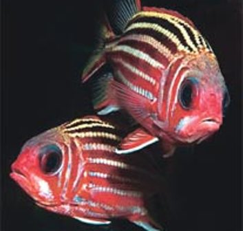 KKTC'de Güzellikler Su Yüzünde