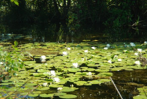 Gizli Cennet: Kocaçay Deltası