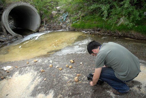 Balık Öldüren Kirlilik Gözaltında