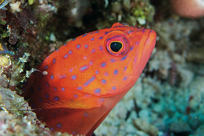 Koç'un Sergisinden İlk Kareler