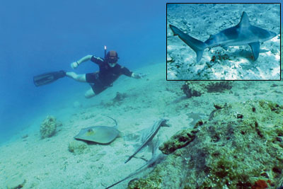 Gördüm, Gördüm, Bir Köpekbalığı Gördüm!