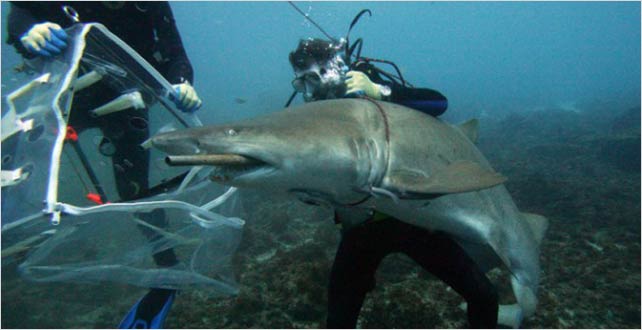 Yaralı köpekbalığı kurtarıldı.