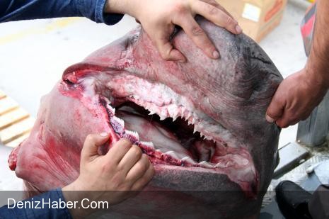 673 Kilogramlık Dev Köpek Balığı