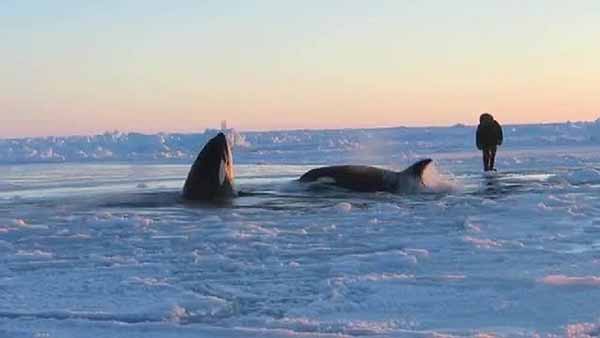 Katil Balinalar Kurtarılmayı Bekliyor